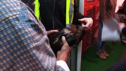 Redada policial en un campeonato de pelea de gallos en Cádiz