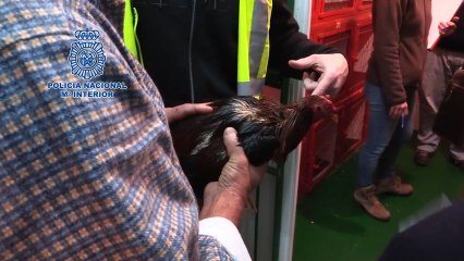 Redada policial en un campeonato de pelea de gallos en Cádiz