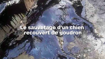 Un chien recouvert de goudron est sauvé