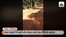 जंगल सफारी में बाघों को परेशान करने का वीडियो वायरल