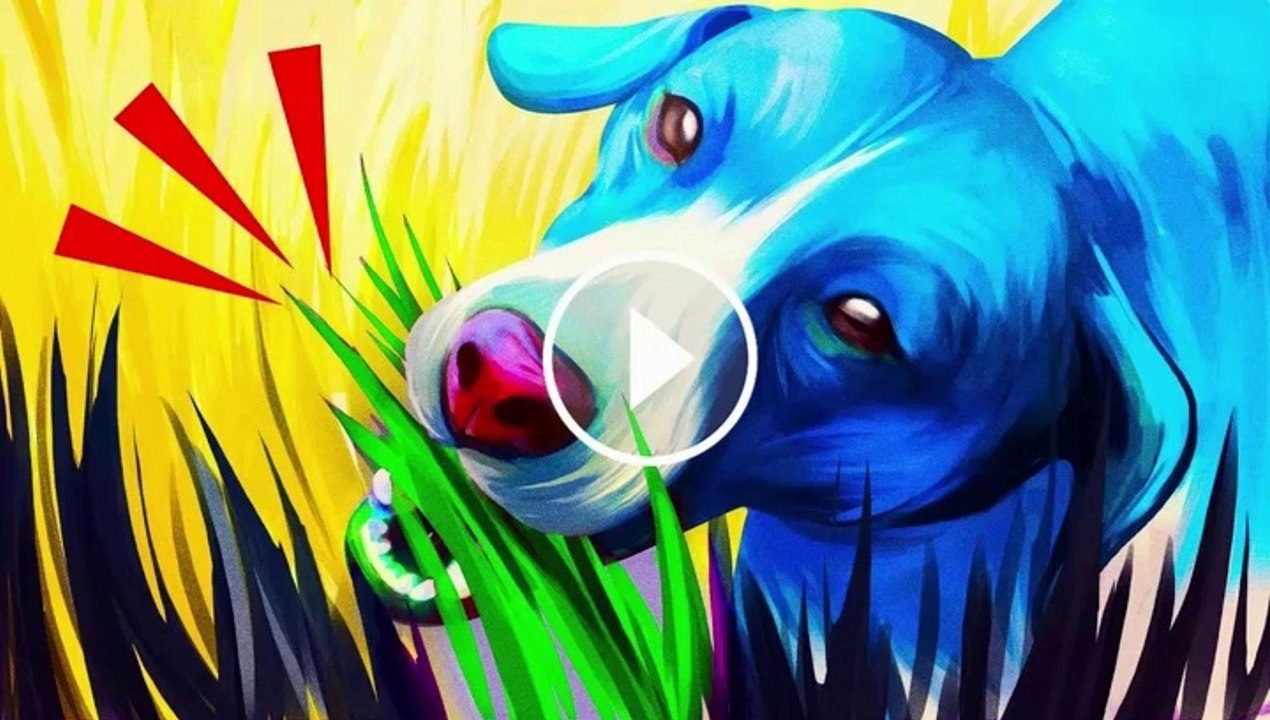 Why Dogs Eat Grass And 33 Jaw Dropping Facts Bright Side Video