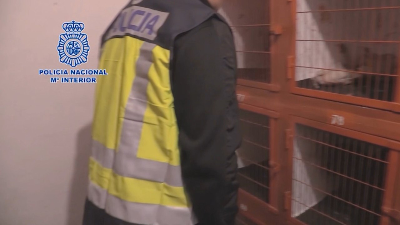 La Policía interviene en una pelea de gallos con droga y apuestas