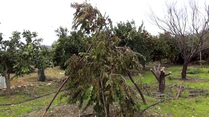 Emekli çift ketembilla meyvesi üretti