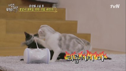 용감한 껌이의 봉달이 지키기~♥