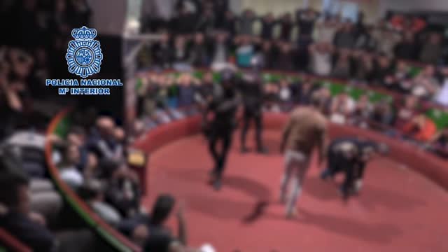 La policía interviene en una pelea de gallos