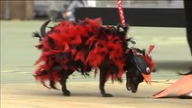 Dulces, bailarinas y Maléficas de cuento se dan cita en el Carnaval Canino 2020