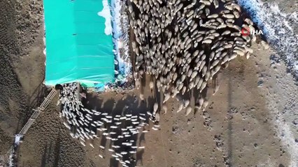 Kuzuların Anneleriyle Muhteşem Buluşması Böyle Görüntülendi