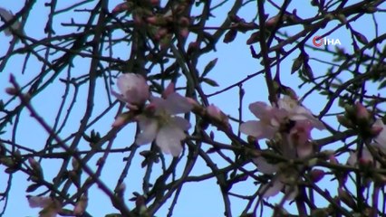 Baharın müjdecisi Badem çiçekleri açtı