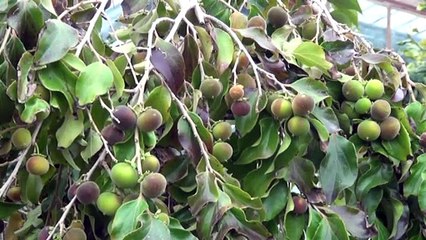 Emekli çift ketembilla meyvesi üretti - ANTALYA