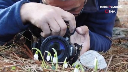 Spil Dağı'nda kardelenlere zarar veren yandı