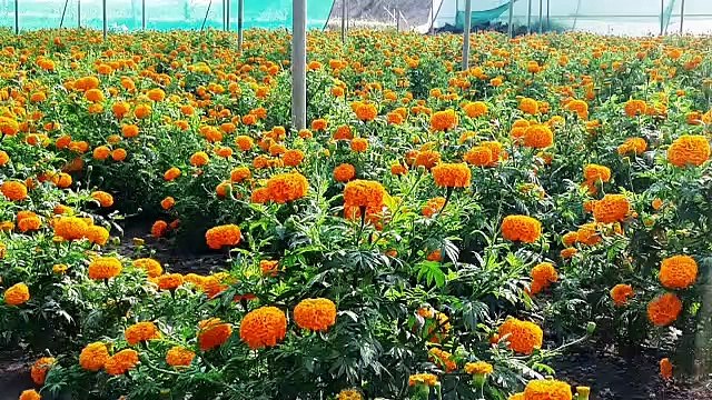 रतलांम के किसान अब पारंपरिक खेती को छौड़कर फूलों की खेती में आगे आ रहे है