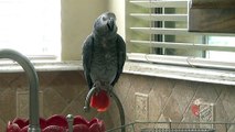 Talking parrot invents unique name for the color orange