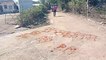 मंदसौर नीमच -राष्ट्रीय स्वयंसेवक संघ का जमुनिया गांव निकाला पथ संचलन