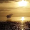 Un nuage d'oiseaux vole au-dessus de l'océan !