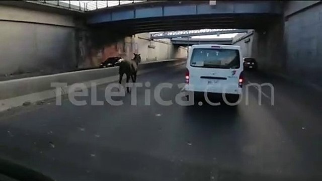 Video: Caballo llama la atención de conductores en Circunvalación