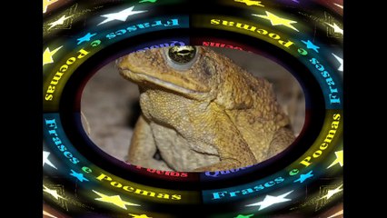 You are really a frog: Is cold, has a long tongue, toad! [Quotes and Poems]