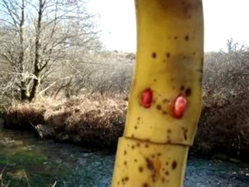 Monsieur Banane