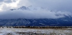 Elk Herd Migrates Beneath Majestic Mountain