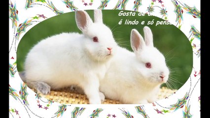 Você é como um coelho: Gosta de uma cenoura, e só pensa naquilo! [Frases e Poemas]