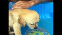 Funniest - Cutest Golden Retriever Puppies Compilation