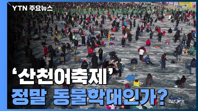 [앵커리포트] '14년 만의 흉작' 산천어축제...정말 동물학대인가? / YTN