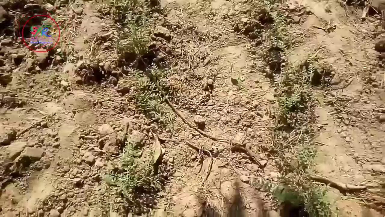 #सल्फर_#गंधक_की_पूर्ति_के_लिए_किन_उर्वरकों_का_इस्तेमाल_करें।(720p)