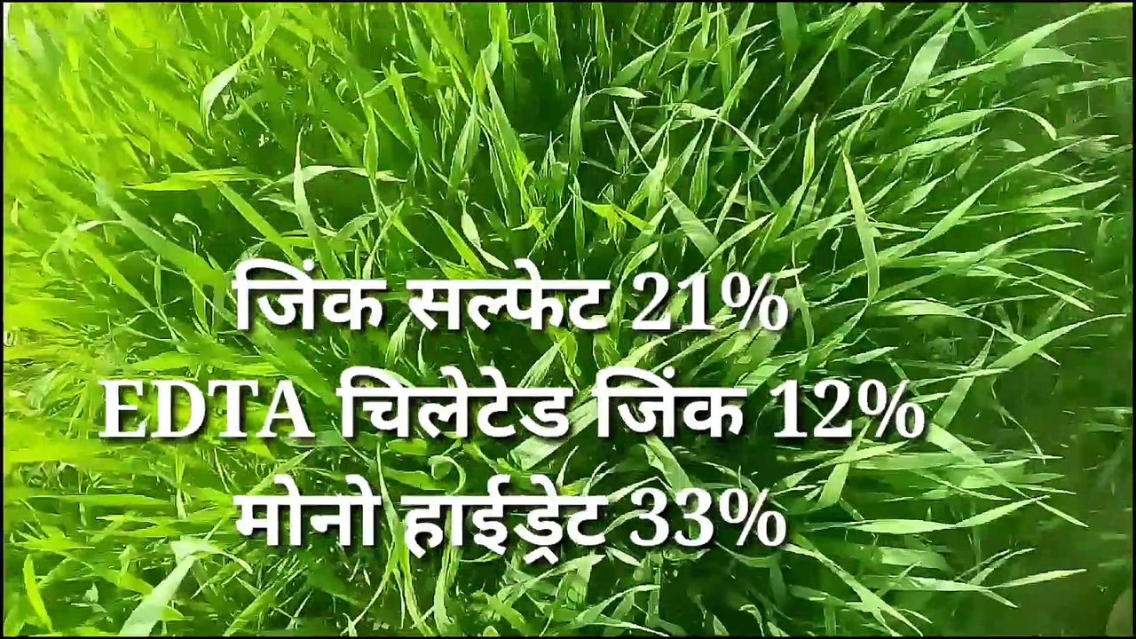 jink_बुवाई_से_पहले_जाने_ये_जरूरी_बातें।These_essential_things_go_before_sowing_the_zinc.(1080p)