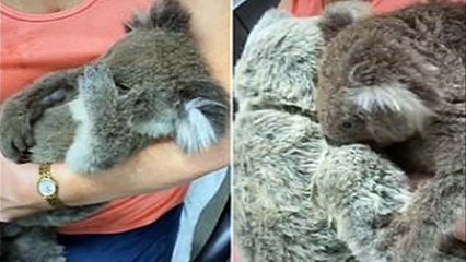 A Koala that lost its mother in the bushfires reached out to embrace a grey teddy bear