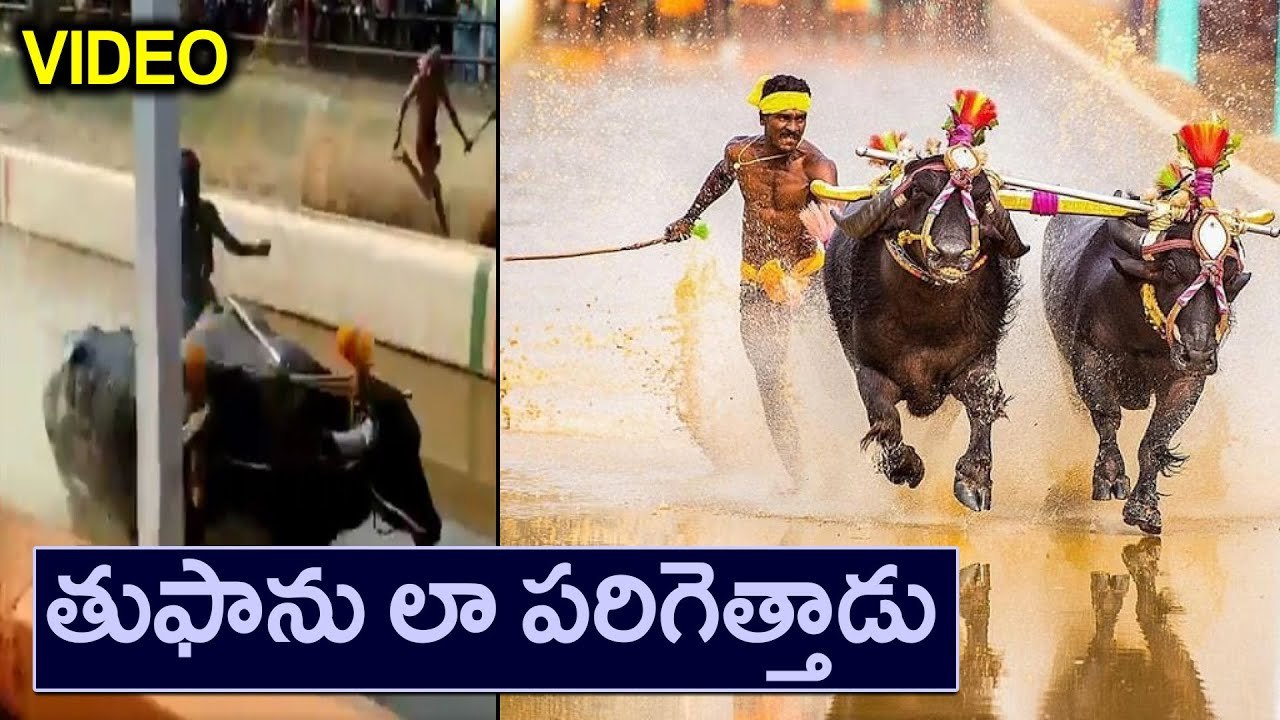 Kambala Jockey Srinivasa Gowda Running Video | Oneindia Telugu