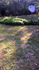 Doggo Takes a Dive Into Bushy Bed