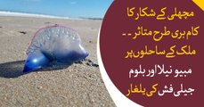 Fisheries business affected as  Karachi's shore filled with Jelly fishes