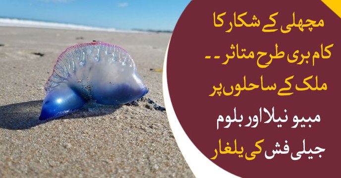 Fisheries business affected as Karachi's shore filled with Jelly fishes