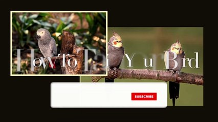 Cockatiel | 5 thing to know before bring cockatiel to home