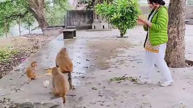 குரங்குகளுடன் பேச்சுவார்த்தை நடத்திய நடிகை அடா சர்மா - வீடியோ