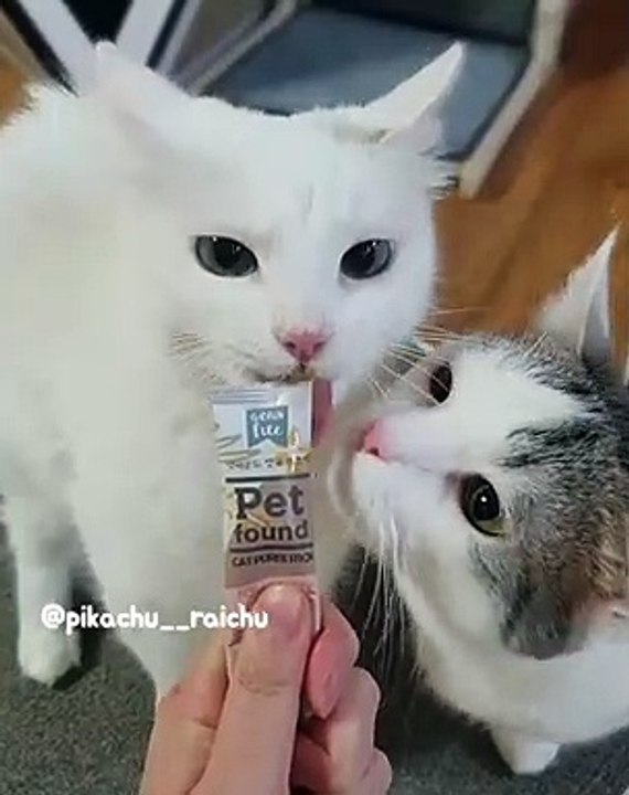 2 Chats 1 Friandise