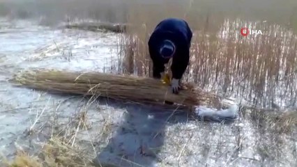 Donmuş sazlık üzerinde kamış hasadı başladı