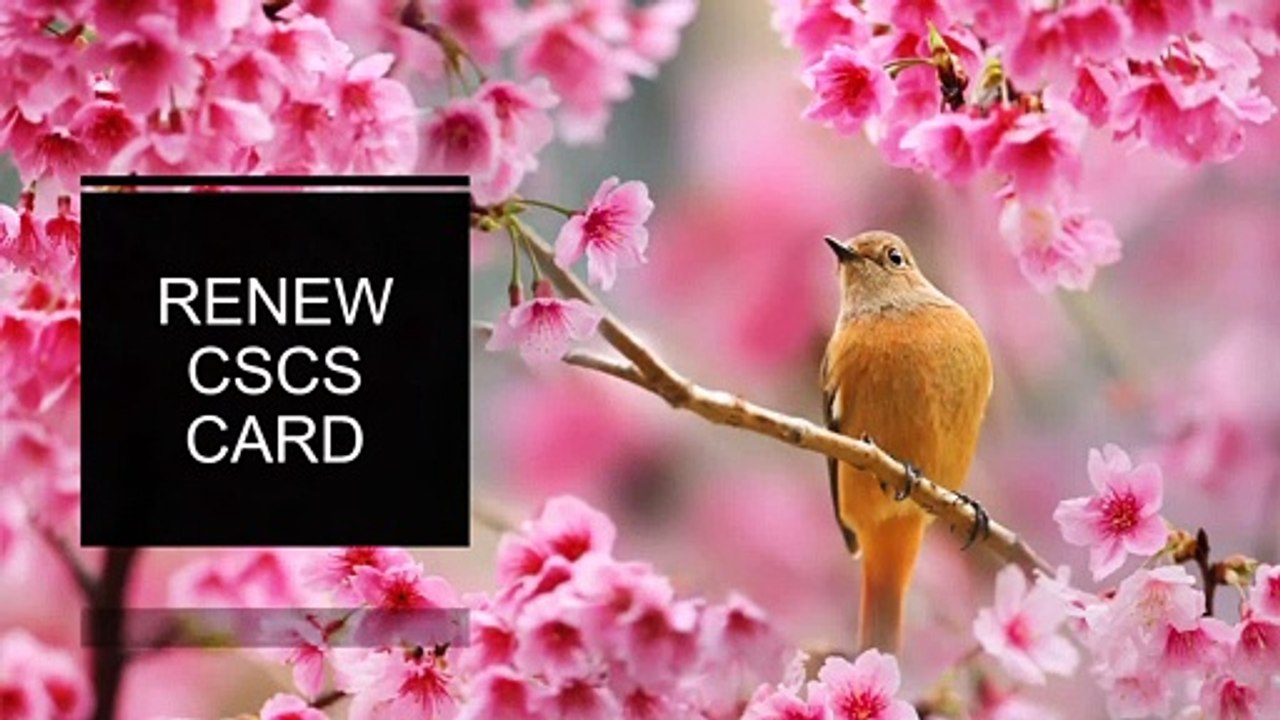 renew cscs card
