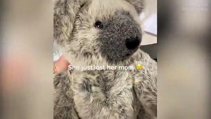 Öksüz koala, oyuncak ayıyı annesi zannetti