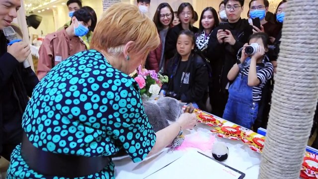 Le Vietnam organise son premier concours de chats