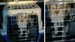 A cat arrived from China via ship's container| சீனாவில் இருந்து மர்மமான முறையில் சென்னை வந்த பூனை