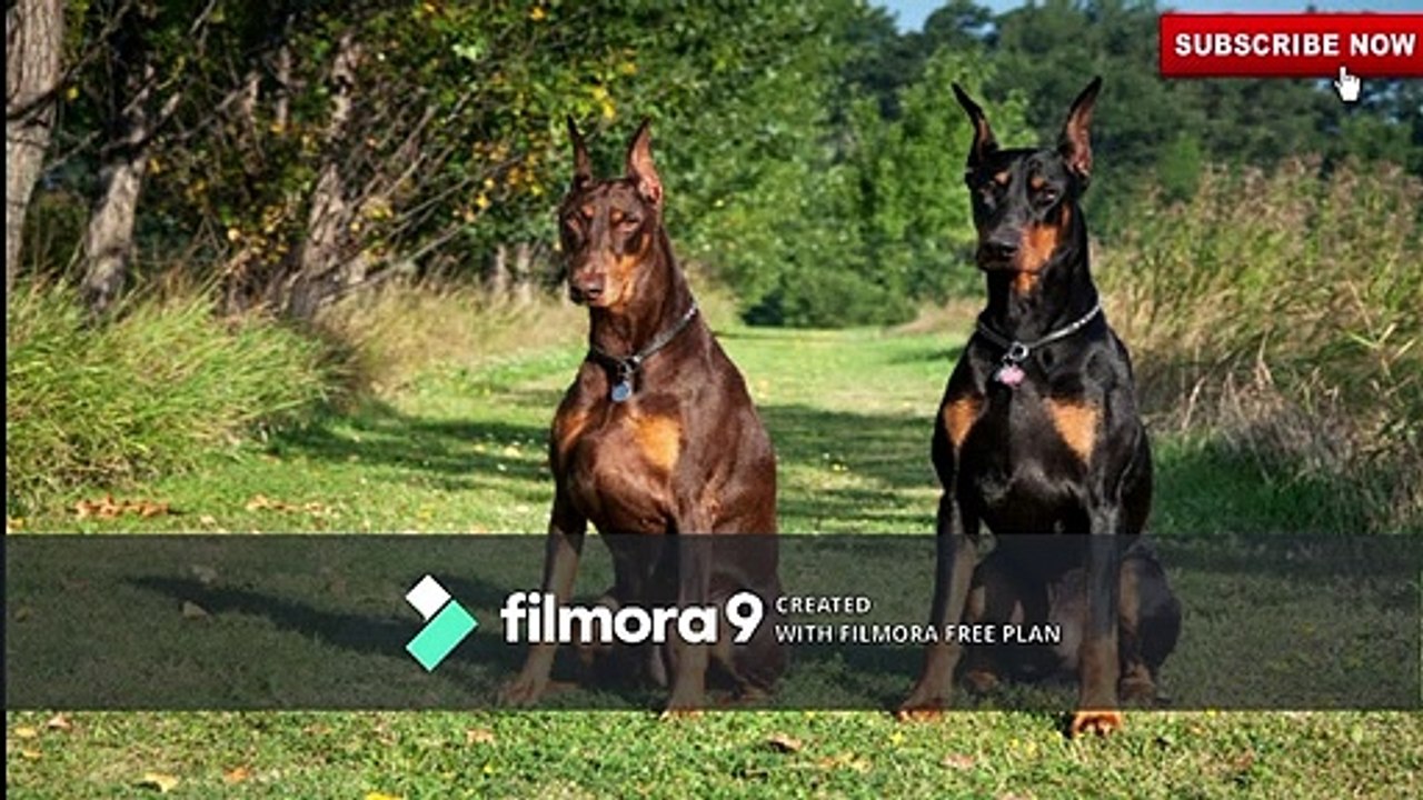 These are 10 Legendry German Dog Breeds | German Dog Breeds | pets & animals point: