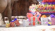 الفيلة ترومبيتا تحتفل بعيد ميلادها التاسع والخمسين في غواتيمالا