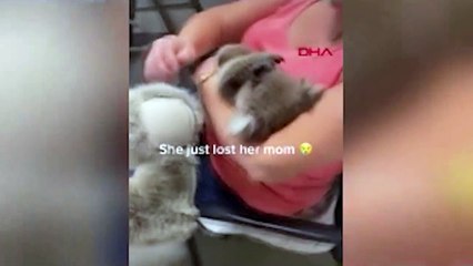 Avustralya'da annesini kaybeden yavru koala, oyuncak ayıyı annesi zannetti
