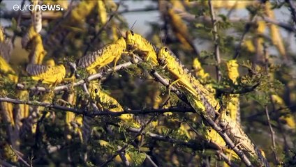 FAO: "Allarme locuste nel Corno d'Africa"