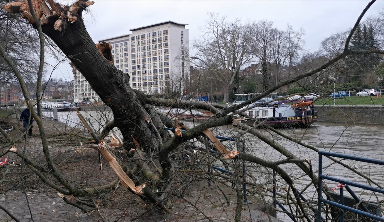 Un second arbre s'effondre sur le halage du bord de Sambre à Namur