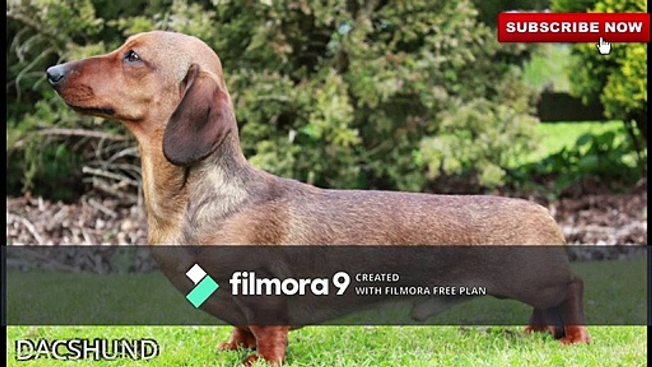 Top 10 Small WatchDog Breeds | small watch dog breeds | pets & animals point: