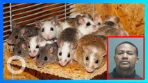 Pria lepaskan tikus di kamar hotel agar bisa menginap gratis - TomoNews