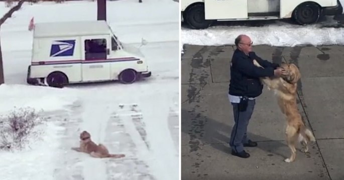 Ce golden retriever attend chaque jour la venue de son facteur préféré