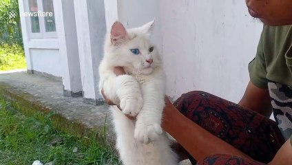 Close-up of oddly beautiful angora cat with green AND blue eyes