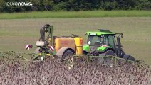 Bayer und BASF: Millionenstrafe für Unkrautvernichter Dicamba in den USA